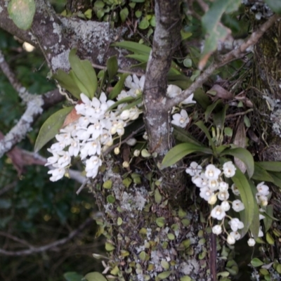 Sarcochilus falcatus (Orange Blossum Orchid) by AlanS