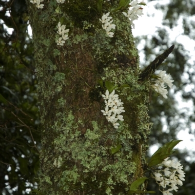 Sarcochilus falcatus (Orange Blossum Orchid) at Browns Mountain, NSW - 12 Oct 2010 by AlanS