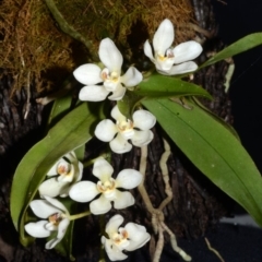 Sarcochilus falcatus (Orange Blossum Orchid) at Conjola, NSW - 22 Sep 2013 by AlanS