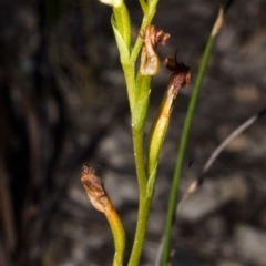 Pterostylis furva (Swarthy Tiny Greenhood) at Red Rocks, NSW - 6 May 2017 by AlanS