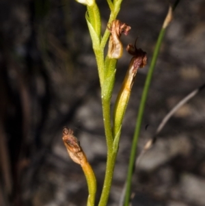 Speculantha furva at Red Rocks, NSW - 7 May 2017