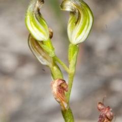 Speculantha furva at Red Rocks, NSW - 7 May 2017