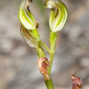 Speculantha furva at Red Rocks, NSW - 7 May 2017