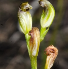 Pterostylis furva at Red Rocks, NSW - 7 May 2017