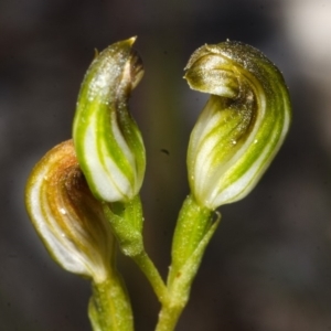 Speculantha furva at Red Rocks, NSW - 7 May 2017