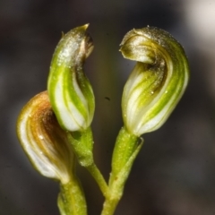 Pterostylis furva at Red Rocks, NSW - 7 May 2017