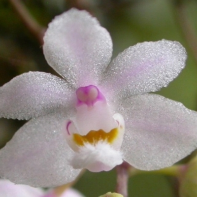 Sarcochilus hillii (Morrison's Tree-orchid, or Myrtle Bells) at Budgong, NSW - 22 Dec 2004 by AlanS