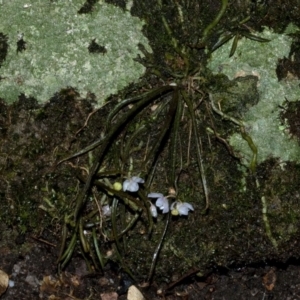 Sarcochilus hillii at Budgong, NSW - suppressed