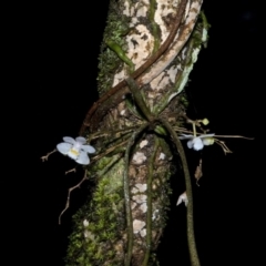 Sarcochilus hillii at Budgong, NSW - 27 Dec 2010