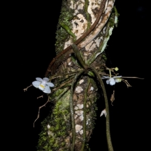 Sarcochilus hillii at Budgong, NSW - suppressed