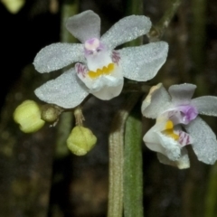 Sarcochilus hillii at Budgong, NSW - suppressed