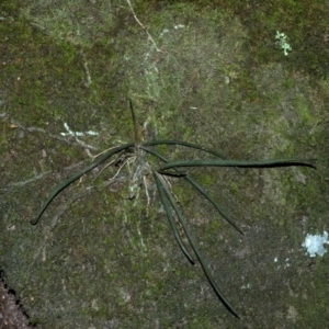 Sarcochilus hillii at Budgong, NSW - suppressed