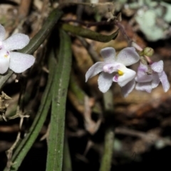 Sarcochilus hillii (Morrison's Tree-orchid, or Myrtle Bells) at Budgong, NSW - 17 Dec 2016 by AlanS