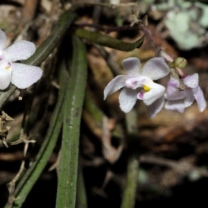 Sarcochilus hillii at Budgong, NSW - 18 Dec 2016