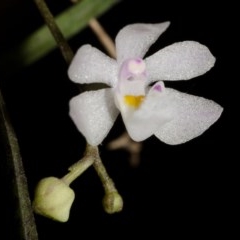 Sarcochilus hillii (Morrison's Tree-orchid, or Myrtle Bells) at Bugong National Park - 29 Nov 2014 by AlanS