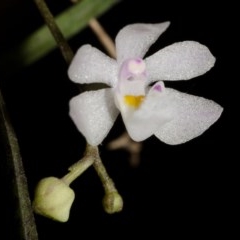 Sarcochilus hillii (Morrison's Tree-orchid, or Myrtle Bells) at Budgong, NSW - 30 Nov 2014 by AlanS