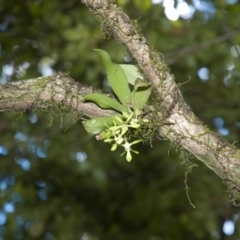 Sarcochilus parviflorus (Southern Lawyer Orchid) at Budgong, NSW - 20 Oct 2011 by AlanS