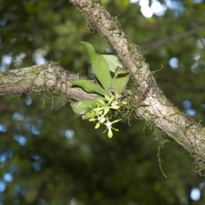 Sarcochilus parviflorus (Southern Lawyer Orchid) at Budgong, NSW - 19 Oct 2011 by AlanS