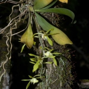 Sarcochilus parviflorus at Budgong, NSW - 20 Oct 2011