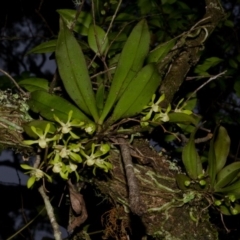 Sarcochilus parviflorus (Southern Lawyer Orchid) at Budgong, NSW - 10 Oct 2012 by AlanS