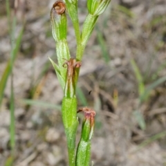 Speculantha parviflora (Tiny Greenhood) at Falls Creek, NSW - 28 Apr 2017 by AlanS