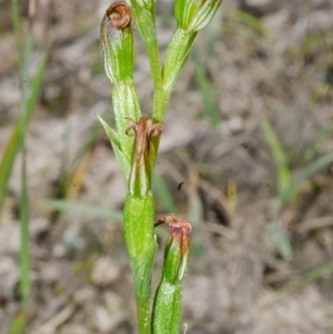 Speculantha parviflora at Falls Creek, NSW - suppressed