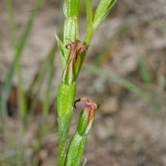 Speculantha parviflora at Falls Creek, NSW - 28 Apr 2017