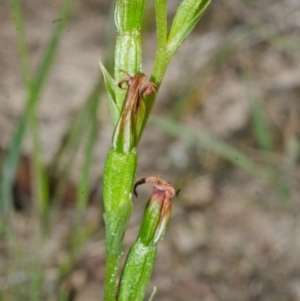 Speculantha parviflora at Falls Creek, NSW - suppressed