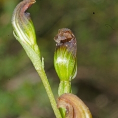 Speculantha parviflora at Falls Creek, NSW - 28 Apr 2017