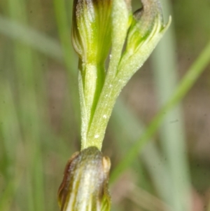 Speculantha parviflora at Falls Creek, NSW - 28 Apr 2017