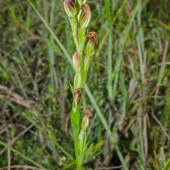 Speculantha parviflora at Falls Creek, NSW - suppressed