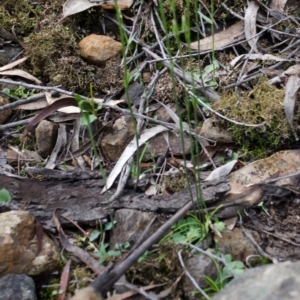 Pterostylis ventricosa at Yalwal, NSW - 5 Apr 2017