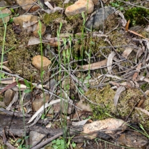 Pterostylis ventricosa at Yalwal, NSW - suppressed