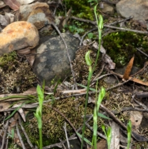 Pterostylis ventricosa at Yalwal, NSW - suppressed