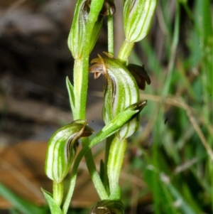 Pterostylis ventricosa at Sanctuary Point, NSW - suppressed