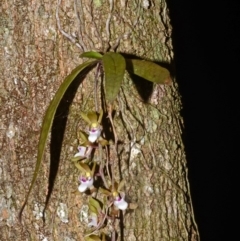 Sarcochilus australis (Butterfly Orchid) at Cockwhy, NSW - 13 Nov 2014 by AlanS