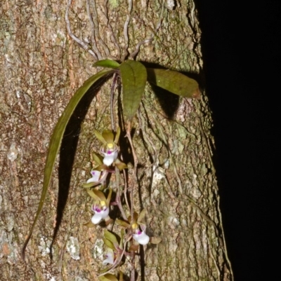 Sarcochilus australis (Butterfly Orchid) at Cockwhy, NSW - 14 Nov 2014 by AlanS