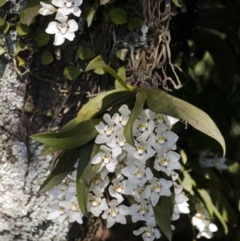 Sarcochilus falcatus (Orange Blossum Orchid) by AlanS