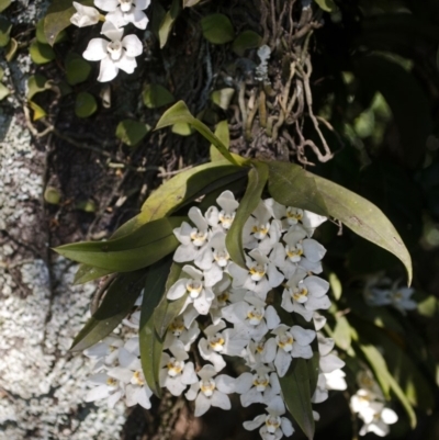 Sarcochilus falcatus (Orange Blossum Orchid) at Beaumont, NSW - 2 Oct 2015 by AlanS