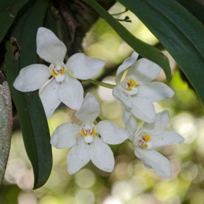 Sarcochilus falcatus (Orange Blossum Orchid) at Beaumont, NSW - 2 Oct 2015 by AlanS