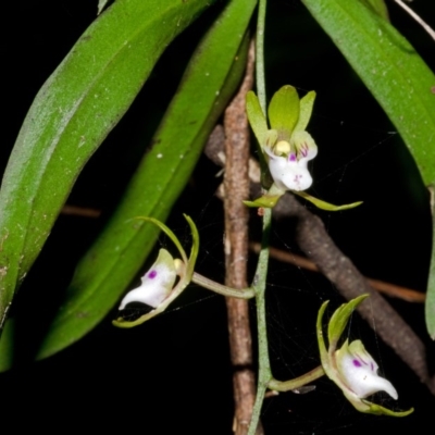 Sarcochilus australis (Butterfly Orchid) at Cockwhy, NSW - 1 Jan 2013 by AlanS
