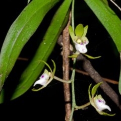 Sarcochilus australis (Butterfly Orchid) at Murramarang National Park - 1 Jan 2013 by AlanS