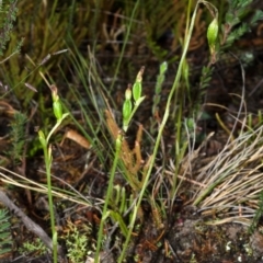 Pterostylis sp. (A Greenhood) at Booderee National Park - 24 Apr 2015 by AlanS