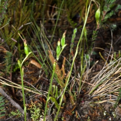 Pterostylis sp. (A Greenhood) at Booderee National Park - 24 Apr 2015 by AlanS