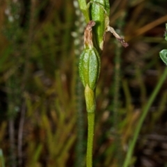 Pterostylis sp. at Jervis Bay, JBT - suppressed