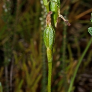 Pterostylis sp. at Jervis Bay, JBT - suppressed