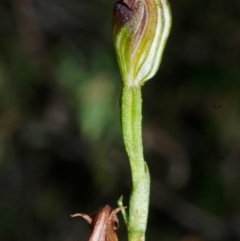 Pterostylis sp. at Jervis Bay, JBT - suppressed