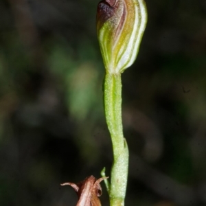 Pterostylis sp. at Jervis Bay, JBT - 25 Apr 2015