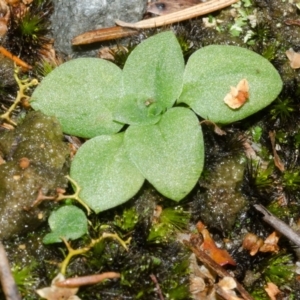 Pterostylis sp. at Jervis Bay, JBT - suppressed