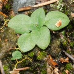 Pterostylis sp. at Jervis Bay, JBT - 25 Apr 2015